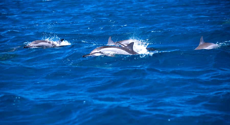 Mauritius: Snorkel and Swim with Dolphins on Speedboat Tour - Watching dolphins in their natural setting