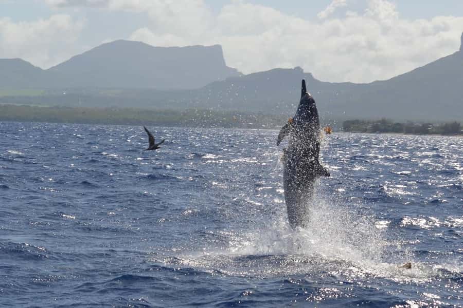 Mauritius: Snorkel and Swim with Dolphins on Speedboat Tour - What swimming with the dolphins actually requires