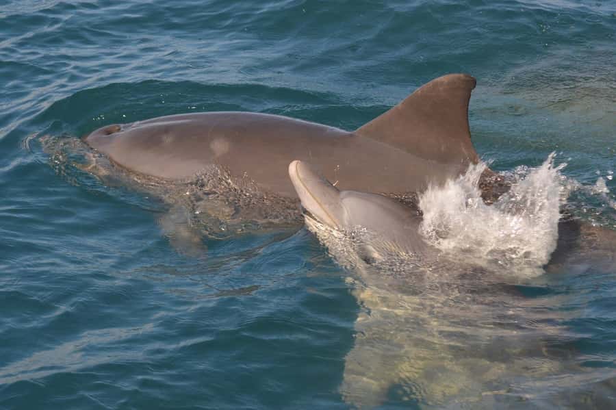 Mauritius: Snorkel and Swim with Dolphins on Speedboat Tour - The speedboat ride out from Mauritius