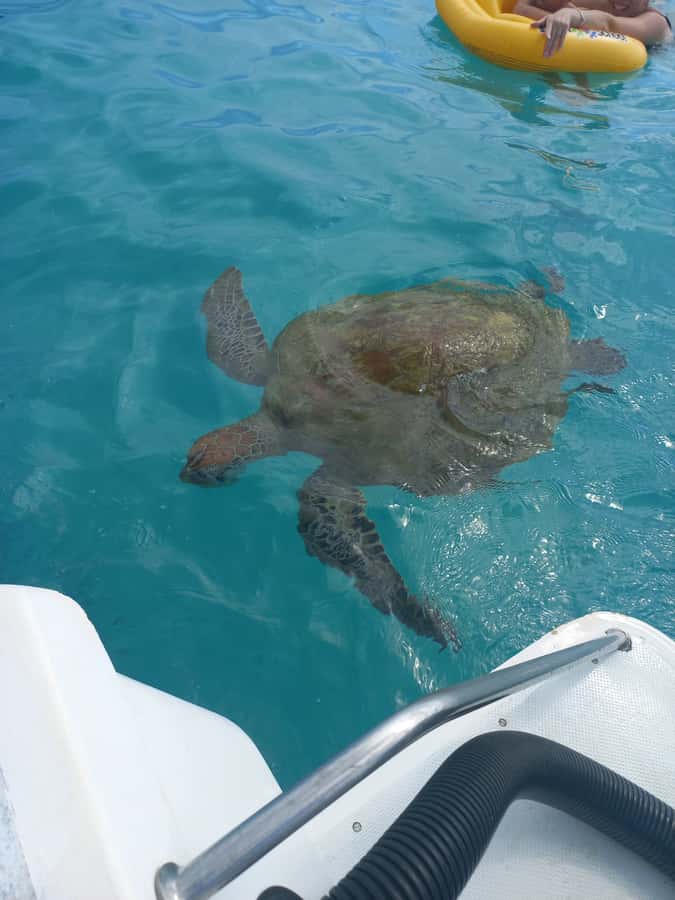 Mauritius: Snorkeling with turtles Le Transporteur speedboat - Key points at a glance