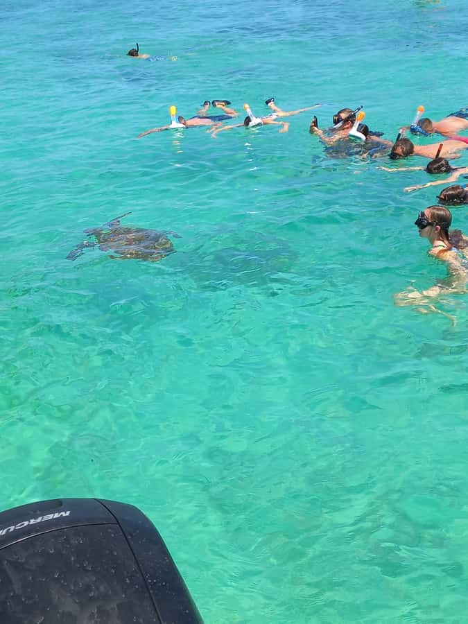 Mauritius: Snorkeling with turtles Le Transporteur speedboat - From Grand Baie beach to Trou aux Biches