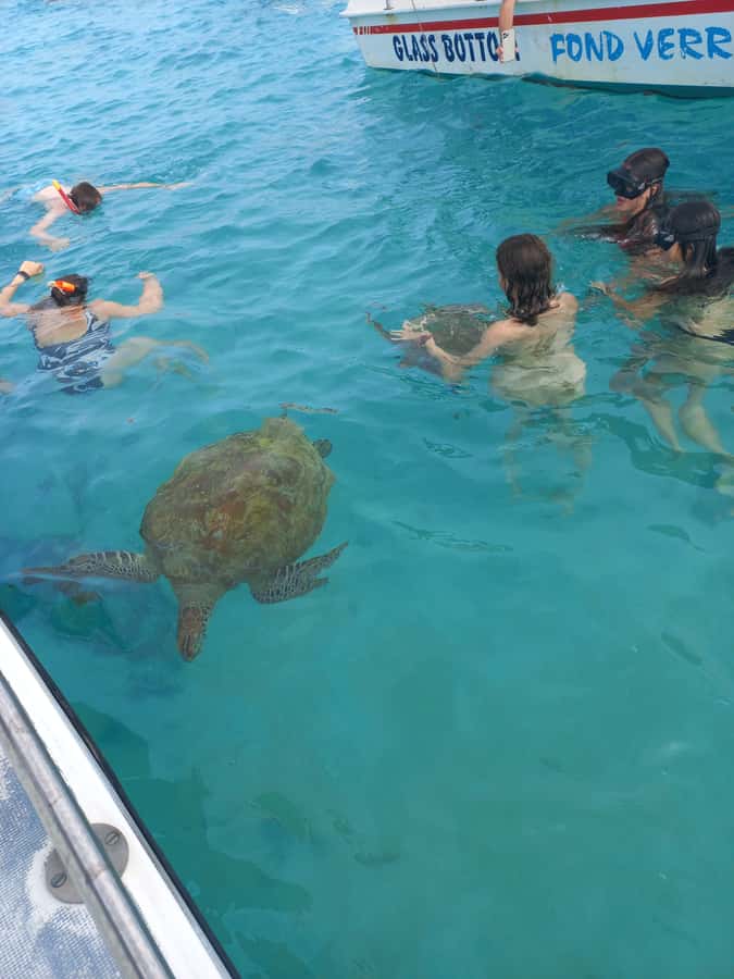 Mauritius: Snorkeling with turtles Le Transporteur speedboat - Swimming with turtles, with realistic expectations