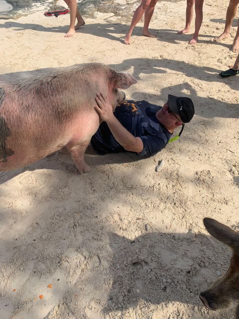 Nassau: Self-Drive Speedboat Ride and Pig Swimming Encounter - Meeting the swimming pigs on a small island