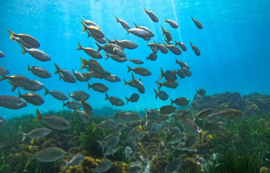 Nerja-Maro: Snorkeling & Sea Scooter Speedboat Trip - What kind of day suits this trip?