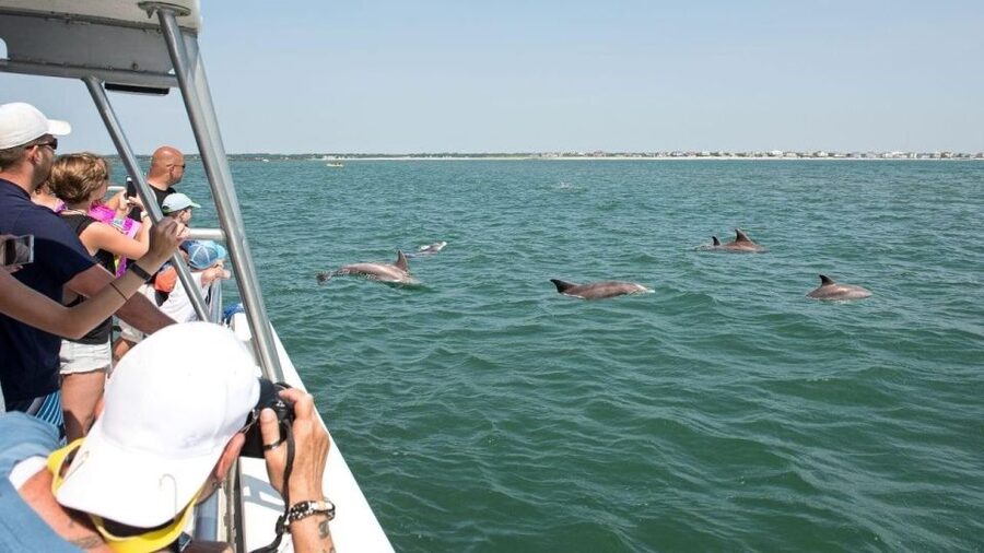 Ocean City, MD: Coastal Speedboat Tour with Dolphin Spotting - Searching for bottlenose dolphins
