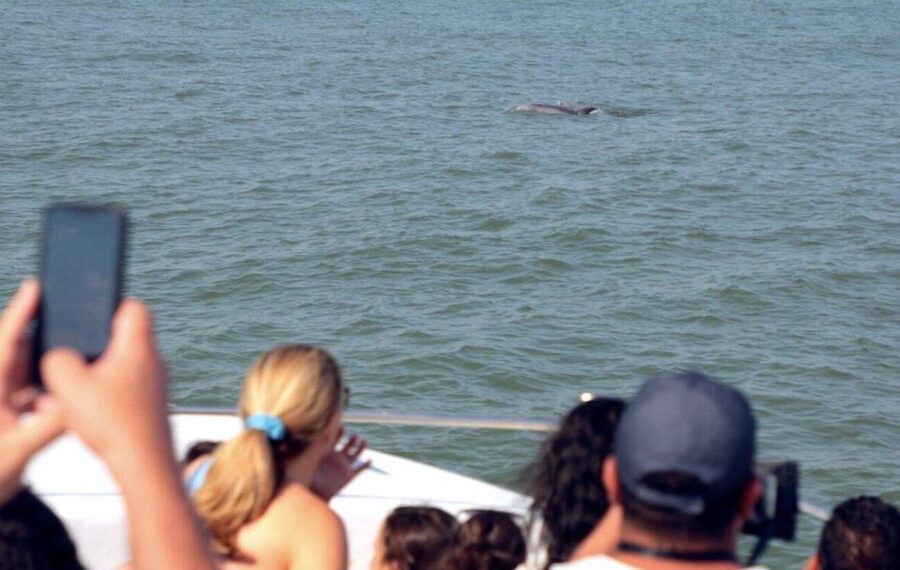 Ocean City, MD: Coastal Speedboat Tour with Dolphin Spotting - Practical details that affect your day