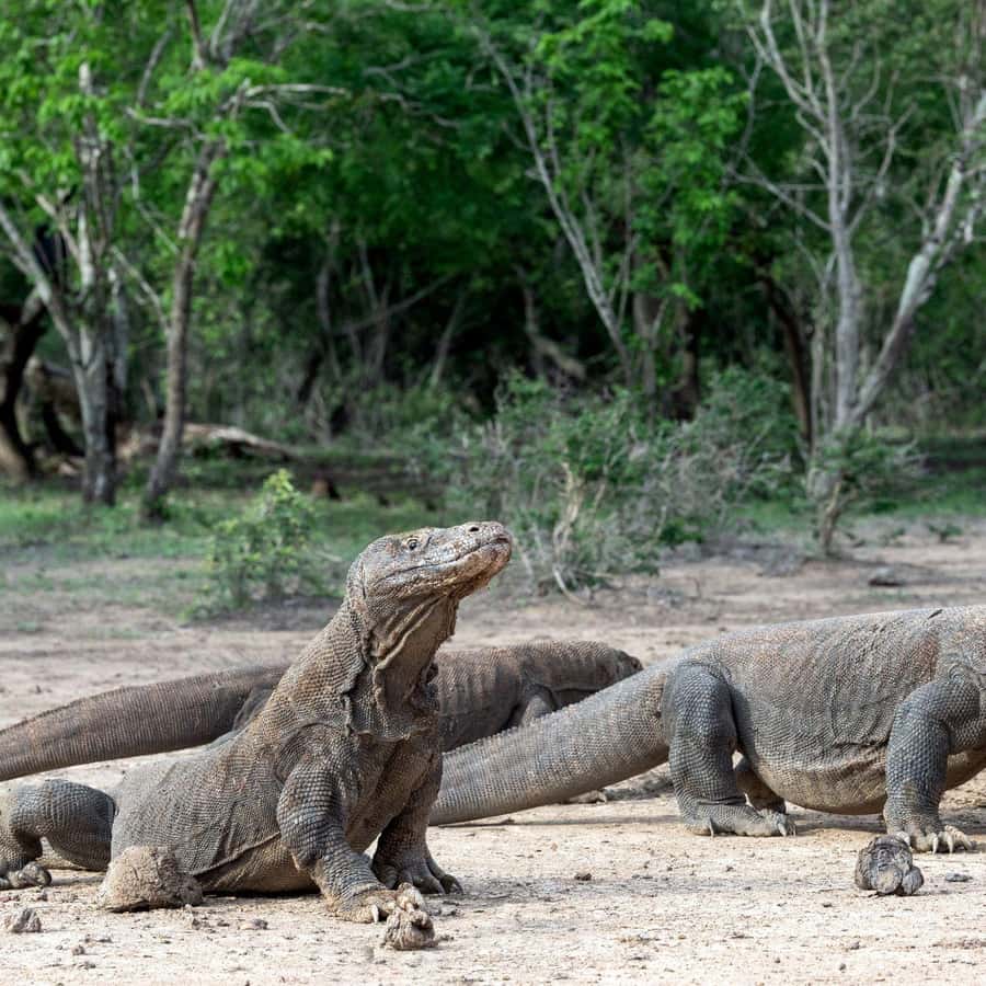 One-Day Komodo Tour By Speedboat - Guides, languages, and group size