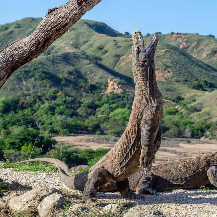 One-Day Komodo Tour By Speedboat - Padar Island and the 200-step climb