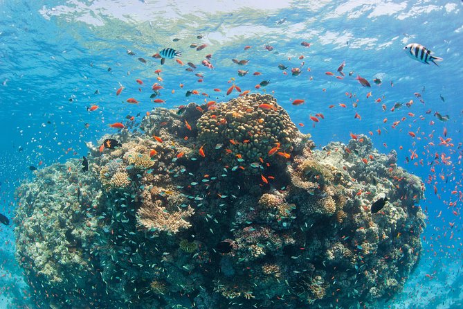 Orange Bay Island By Private Speedboat & snorkeling & Water Sport - Hurghada - Timing, practical details, and who will enjoy it