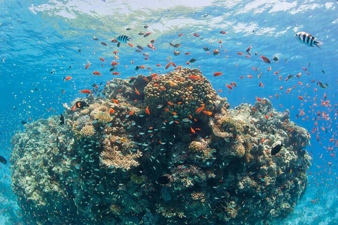 Orange Bay Private Speedboat ,Snorkeling, Water Sport- Hurghada - Banana boat and sofa boat action