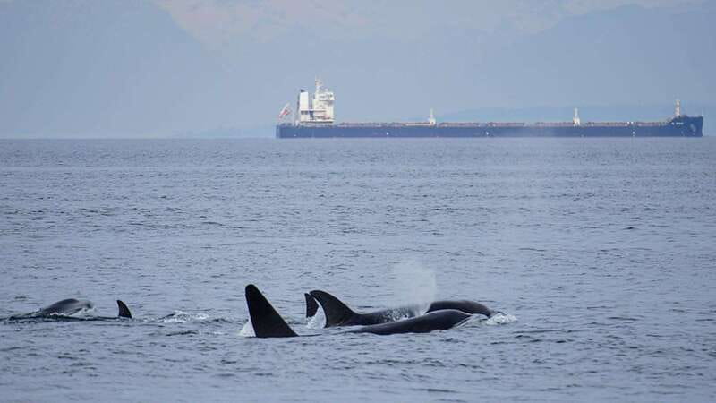 Orcas Island: Whale and Orca Guided Speedboat Tour - Key points to know before booking