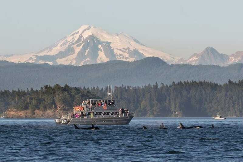 Orcas Island: Whale and Orca Guided Speedboat Tour - Practical booking advice for Orcas Island
