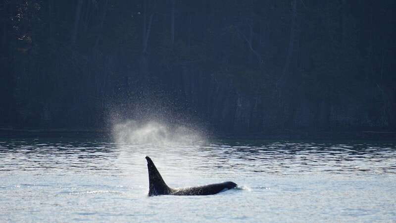 Orcas Island: Whale and Orca Guided Speedboat Tour - Why this Orcas Island whale tour is worth considering