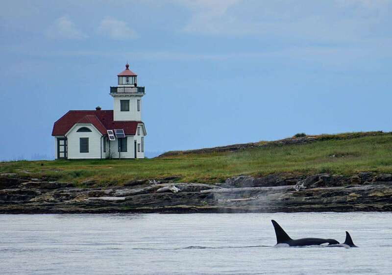 Orcas Island: Whale and Orca Guided Speedboat Tour - What the 210-minute boat ride feels like