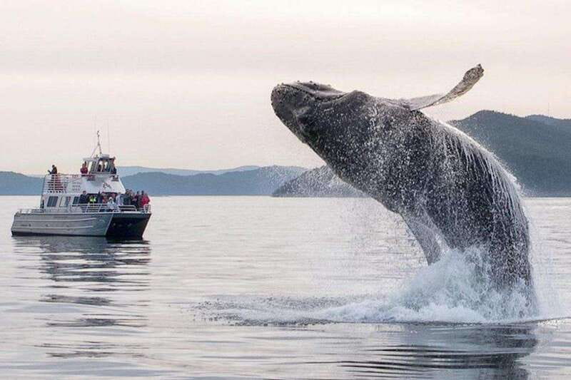 Orcas Island: Whale and Orca Guided Speedboat Tour - Searching the San Juan archipelago