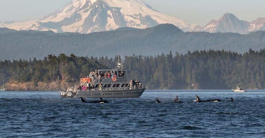 Orcas Island: Whale and Orca Guided Speedboat Tour - The guides make the sightings easier to understand