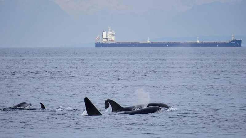 Orcas Island: Whale and Orca Guided Speedboat Tour - Is $119 a good value?