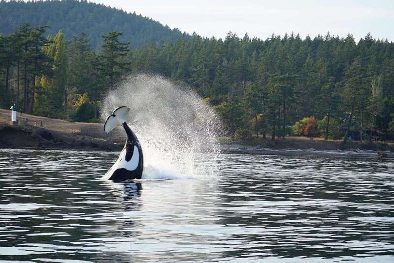 Orcas Island: Whale and Orca Guided Speedboat Tour - Who will enjoy this outing most?