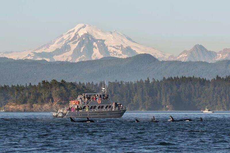 Orcas Island: Whale and Orca Guided Speedboat Tour - Starting at the Orcas Island dock