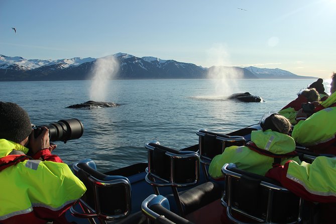 Original Big Whale Safari & Puffins Speedboat Tour from Húsavík - Puffin Island between April and August
