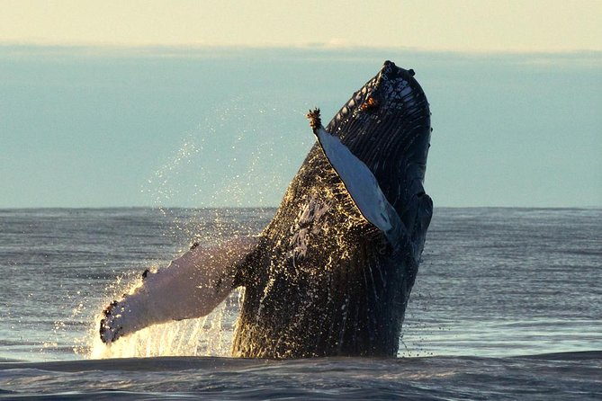 Original Big Whale Safari & Puffins Speedboat Tour from Húsavík - What the guides and captain add