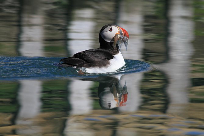 Original Big Whale Safari & Puffins Speedboat Tour from Húsavík - The real tradeoff: speed and access versus comfort
