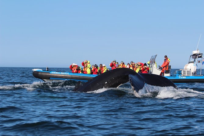 Original Big Whale Safari & Puffins Speedboat Tour from Húsavík - How much wildlife might you see?