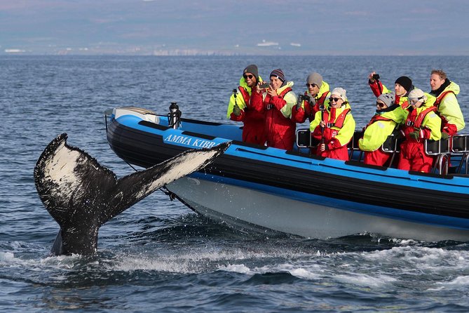 Original Big Whale Safari & Puffins Speedboat Tour from Húsavík - Stop one: searching Skjálfandi Bay for gentle giants