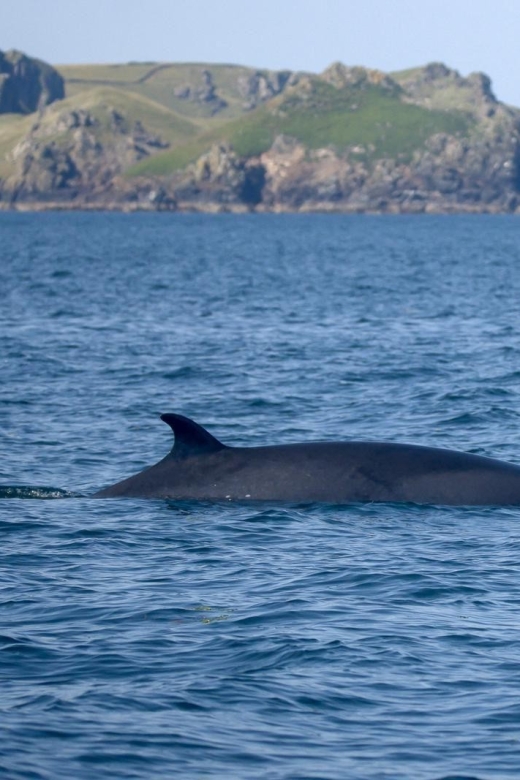 Padstow: Guided RIB Sealife Safari - The quick take