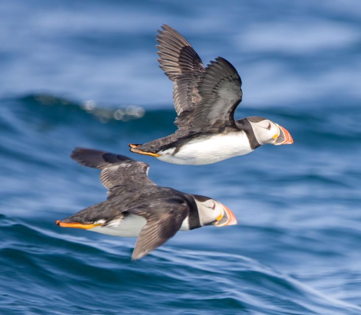 Padstow: Guided RIB Sealife Safari - Wildlife watching, with nature in charge