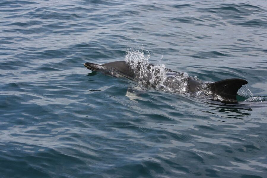 Padstow: Guided RIB Sealife Safari - Is $60 good value?