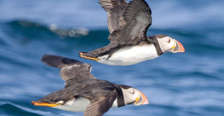 Padstow: Guided RIB Sealife Safari - Booking, timing, and cancellation