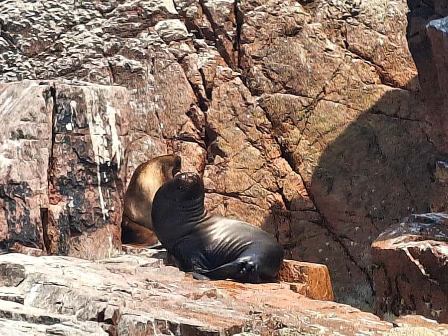 Paracas: Tours to Ballestas Islands by Speed Boat - Key points to know before you go