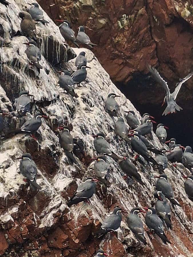 Paracas: Tours to Ballestas Islands by Speed Boat - Stopping below the Candelabro geoglyph
