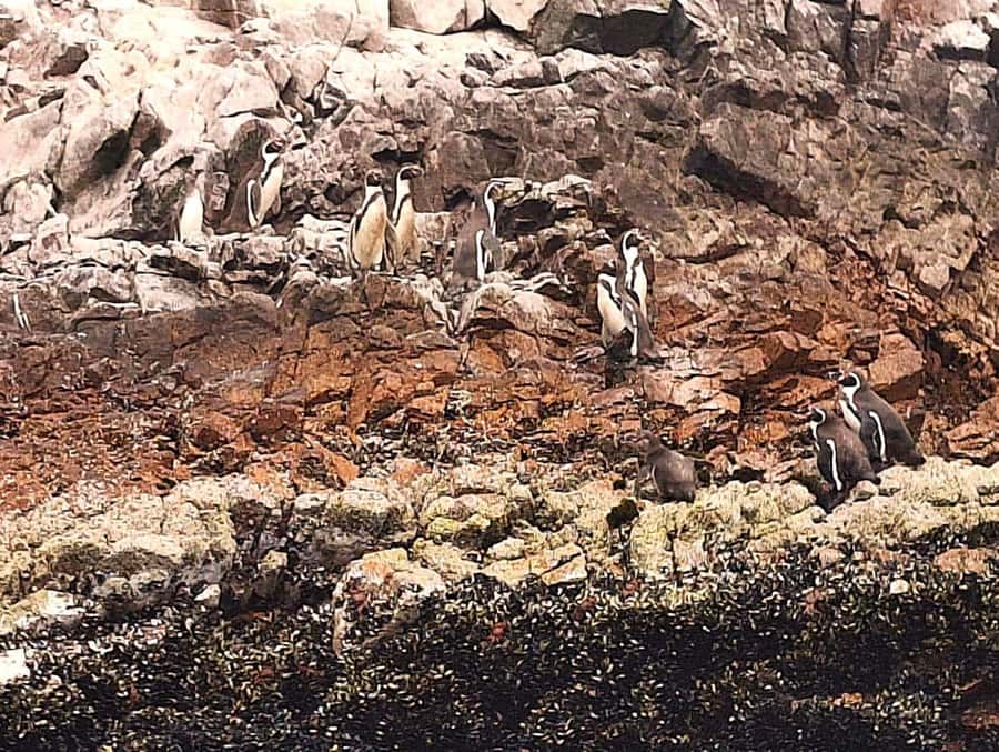 Paracas: Tours to Ballestas Islands by Speed Boat - Wildlife viewing from a shared boat