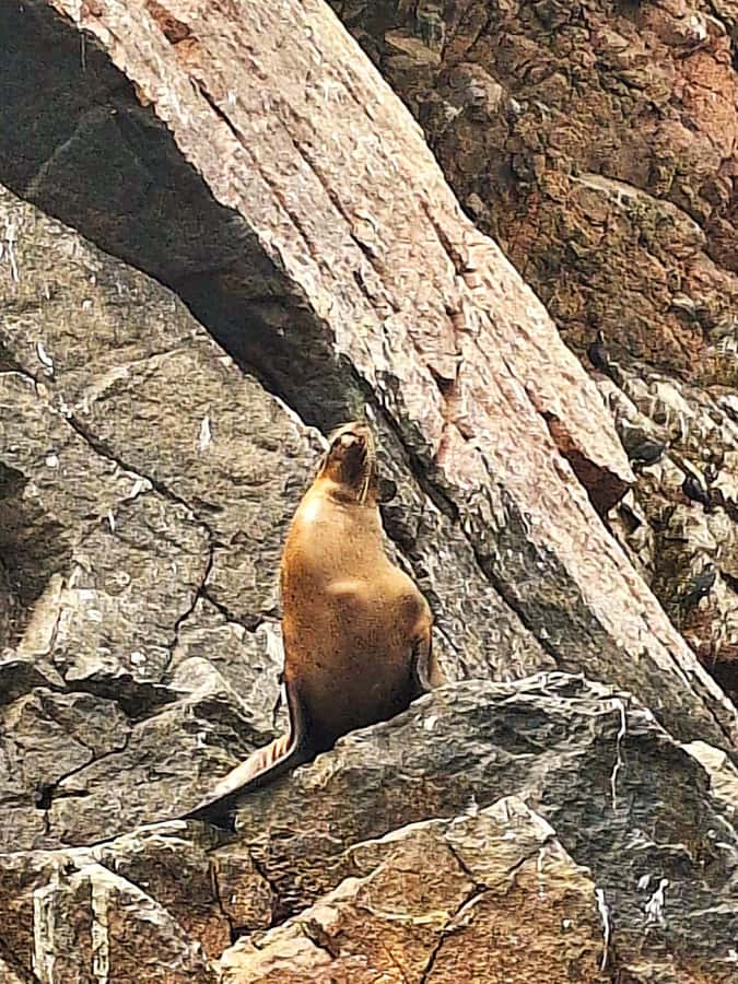 Paracas: Tours to Ballestas Islands by Speed Boat - Is $20 a good price for this Paracas boat trip?
