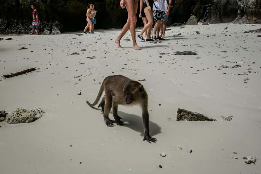 Phi Phi: 7 Islands Speed Boat Tour with Sunset and Plankton - Monkey Beach and Viking Cave set the tone