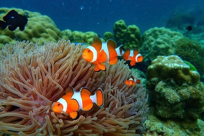 Phi Phi & Bamboo Islands Snorkeling Tour w/ Fins by Speedboat - Bamboo Island and the choice of beach time