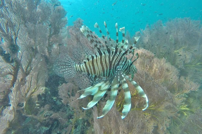 Phi Phi Early Bird & 4 Islands - Day Tour by Speedboat From Krabi - Pileh Bay and Loh Samah Bay bring the water time