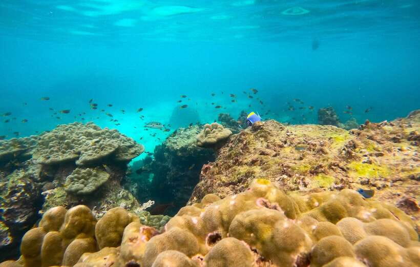 Phi Phi: Half-Day Speedboat Tour with Maya Bay & Snorkel - Pileh Lagoon: the best place to get in the water