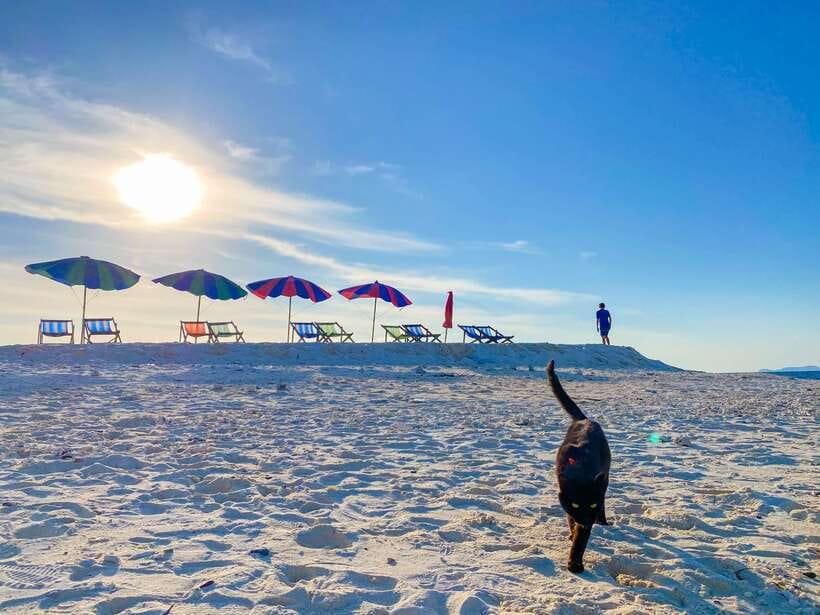 Phi Phi Highlight: Full-Day Island by Speedboat or Catamaran - Pileh Lagoon and Monkey Beach