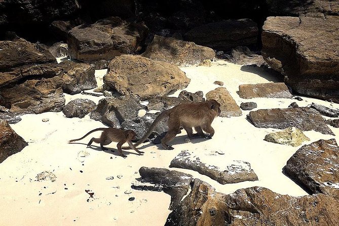 Phi Phi Islands One Day Tour by Speedboat From Phuket - Monkey Beach and the limits of wildlife stops