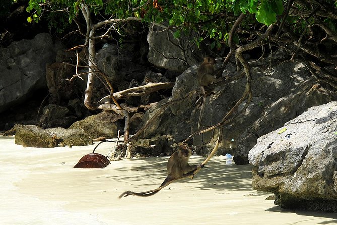 Phi Phi & Maya Bay Speedboat: All-Day Food & Choice of 3 Marinas - Pileh Cove and Loh Samah Bay