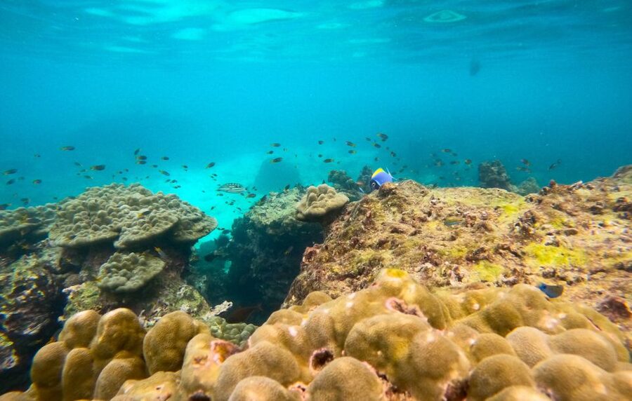 Phi Phi: Morning Speedboat Tour to Maya Bay with Snorkel - Pileh Lagoon: beautiful, but tide matters