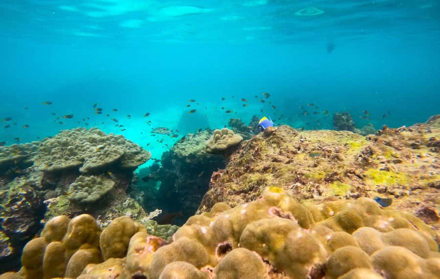 Phi Phi: Private Speedboat Tour with Maya Bay and Snorkel - Snorkeling brings the strongest wildlife moments