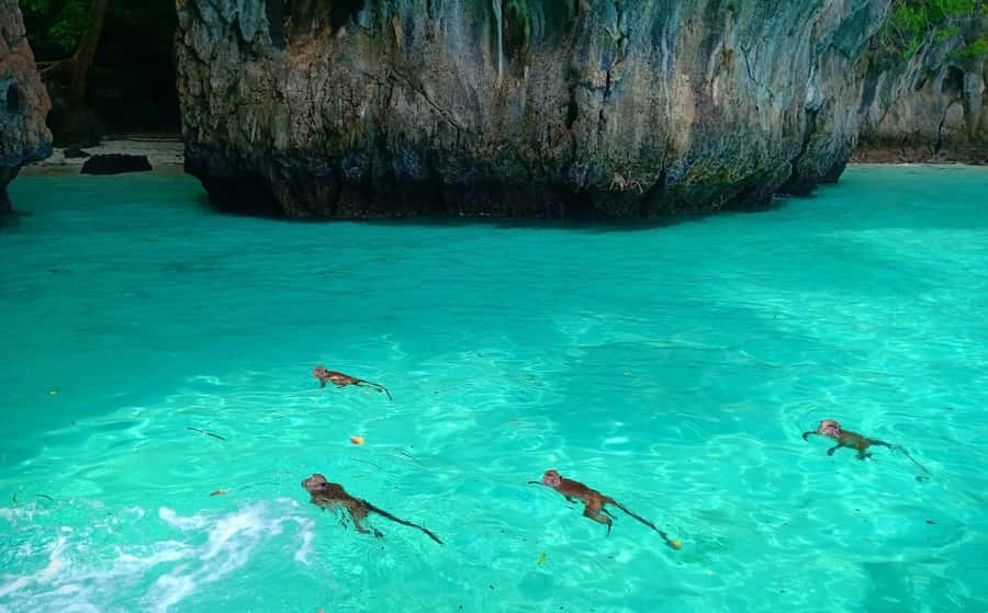 Phi Phi: Sunrise & Beat The Crowds to Maya Bay by Speedboat - Should you book this Phi Phi tour?