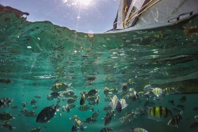 Phi Phi with Maya and Bamboo Island Day Trip by Speedboat - Food, drinks, and the crew