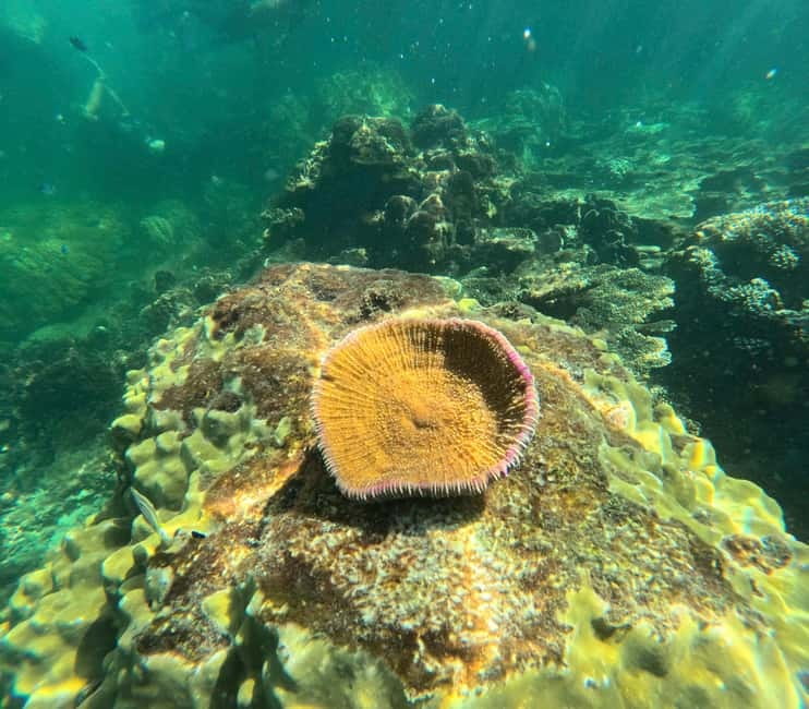 Phu Quoc: Snorkeling and Island Hopping by Speedboat & Lunch - Who will enjoy this day most