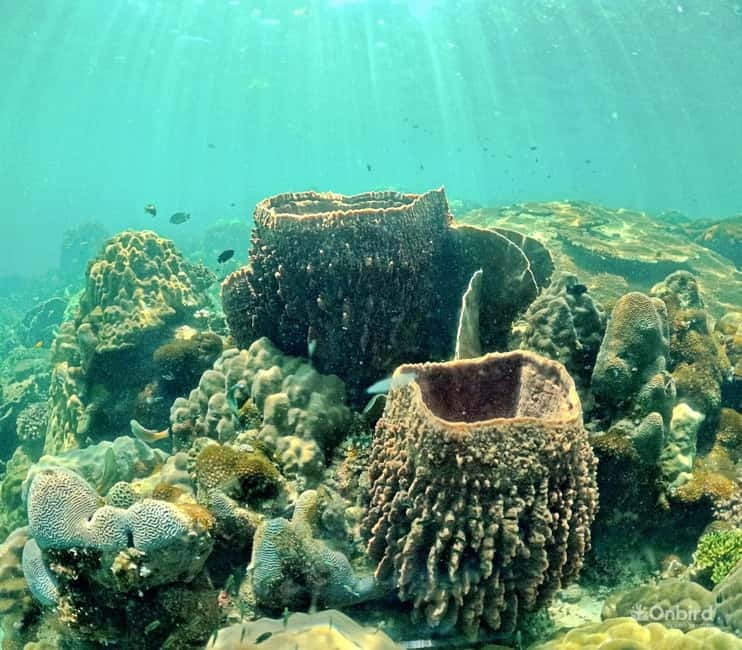 Phu Quoc Speedboat Pro Snorkeling: 4 Islands-2 Reefs & Meal - Is $61 a fair price?