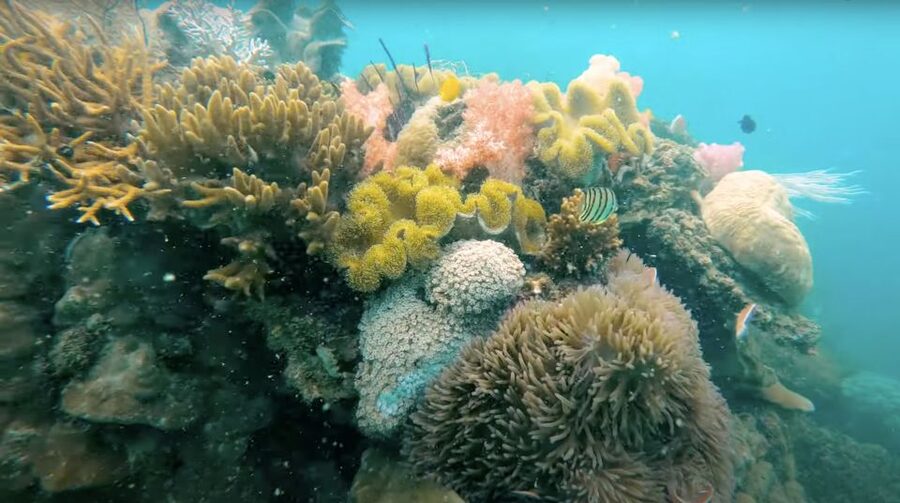 Phu Quoc: Speedboat Tour of 4 Islands with Snorkeling & BBQ - The BBQ lunch is served on the mainland